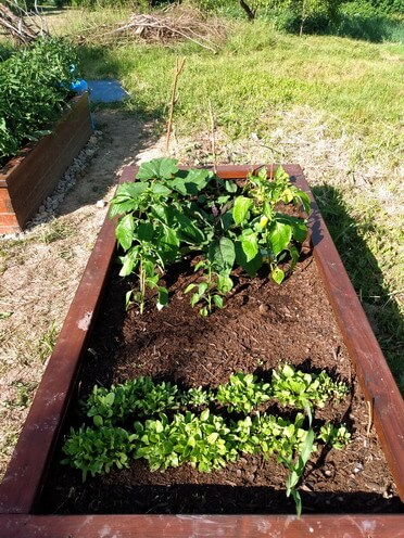 Môj prvý rok v záhradke - pestovanie vo vyvýšených záhonoch